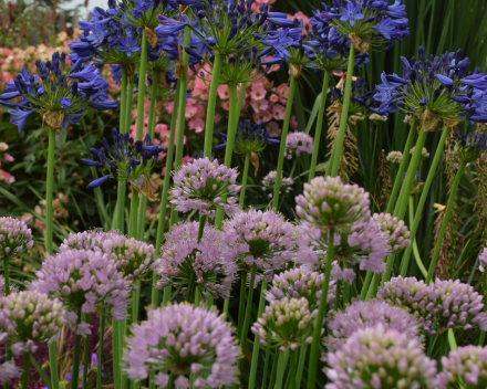 Agapanthus