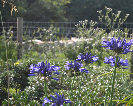 Agapanthus