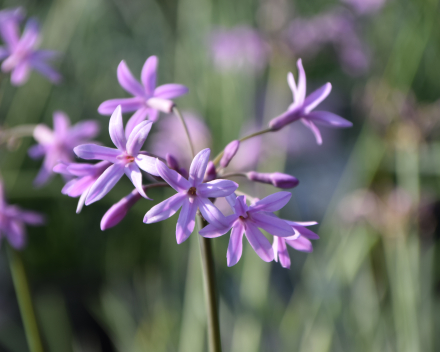 Andere vaste planten