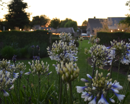 Agapanthus