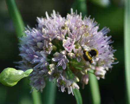 Andere vaste planten