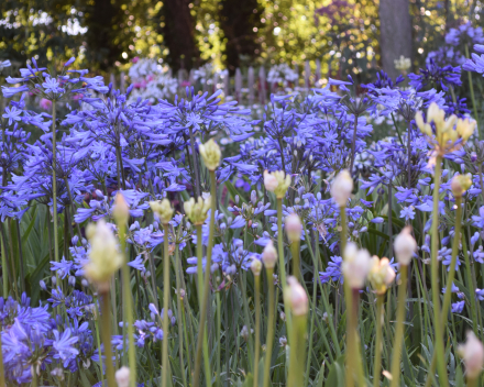 Agapanthus