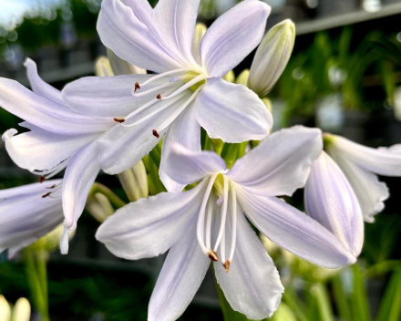 Najaars agapanthus- en bollendagen 2023