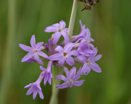 Andere vaste planten