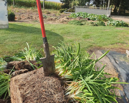 Verzorging van  Agapanthus