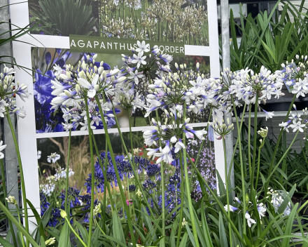 Najaars agapanthus- en bollendagen 2024