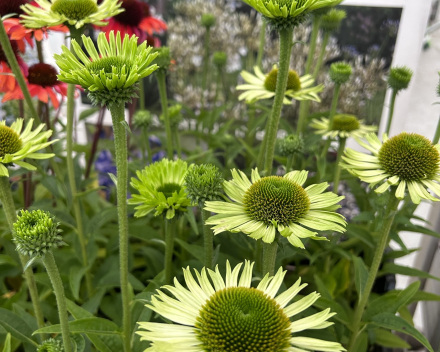 Najaars agapanthus- en bollendagen 2024