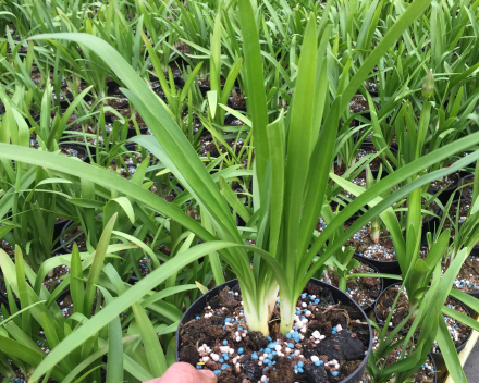 Meststof Agapanthus