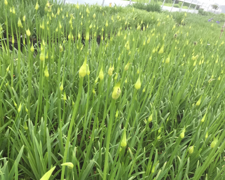 Agapanthus in knop