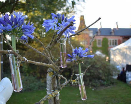 Agapanthus 'Marijke' als snijbloem