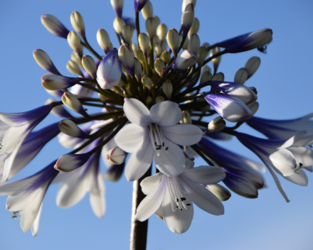 Agapanthus