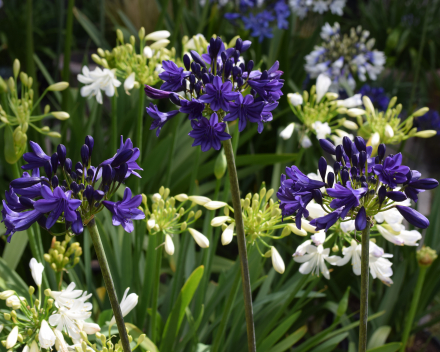 Agapanthus