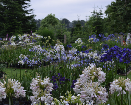 Agapanthus