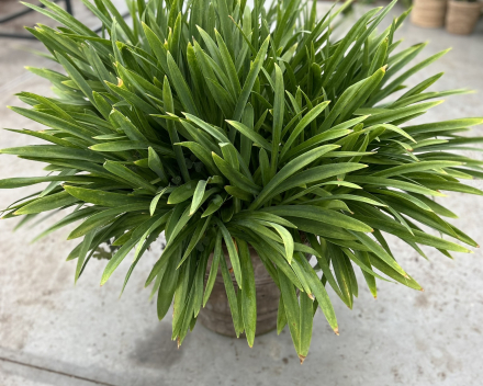 Scheuren van Agapanthus