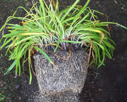 Scheuren Agapanthus