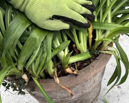 Pot van Agapanthus zit te vol