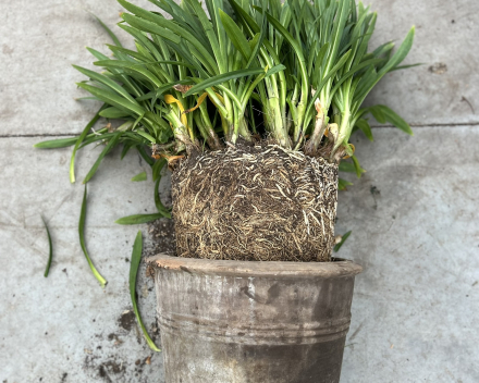 Hoe Agapanthus uit de pot halen? - Door neer te leggen, droog te zetten en eruit te trekken
