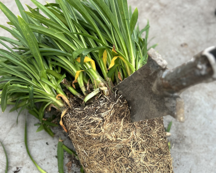 Agapanthus scheuren met spade