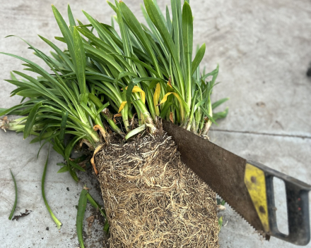Agapanthus scheuren met handzaag