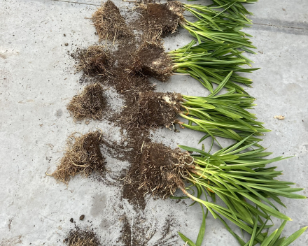 Onderkant mag bijgesneden worden van de Agapanthus bij het scheuren