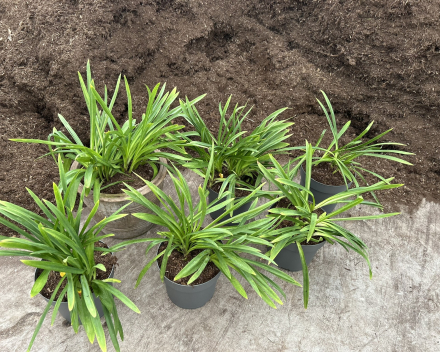 Na het scheuren terug opplanten van de Agapanthus