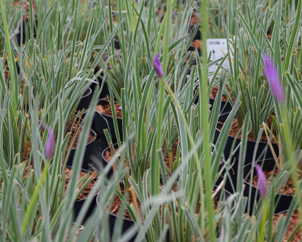 Andere vaste planten