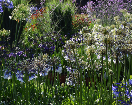 Agapanthus