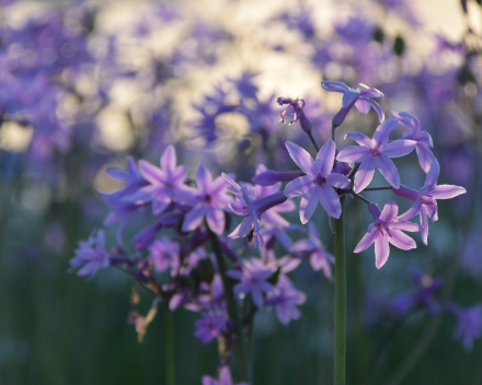 Andere vaste planten