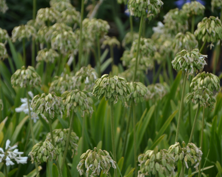 Verzorging van  Agapanthus