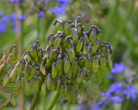 Verzorging van  Agapanthus