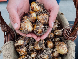 Najaars Agapanthus- en bollendagen 2023