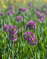 Allium 'Lavander Bubbles ®'
