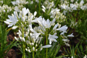 Agapanthus &#039;Sylvia&#039; (bladhoudend)