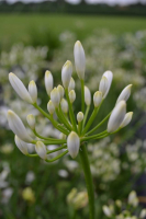 Agapanthus 'Sylvia'