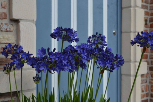 Agapanthus &#039;Maurice&#039; (à feuillage caduque)