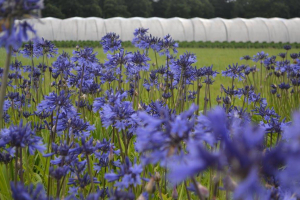 Agapanthus 'Midnight blue'