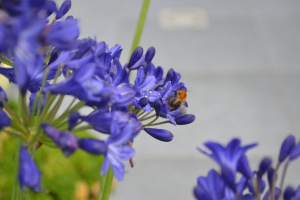 Agapanthus 'Maurice'