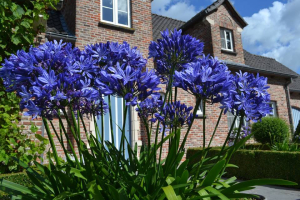 Agapanthus 'Marijke'