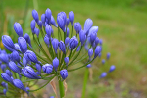 Agapanthus 'Flore pleno'