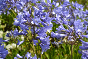 Agapanthus 'Innsbruck' (à feuillage caduque)