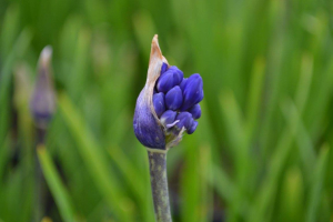 Agapanthus &#039;Maurice&#039; (à feuillage caduque)