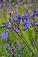 Agapanthus 'Oxford blue'