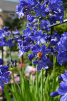 Agapanthus 'Maurice'