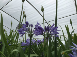 Agapanthus 'Marijke'