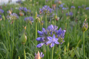 Agapanthus 'Marijke'