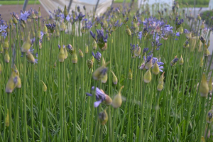 Agapanthus 'Dr. Brouwer' (à feuillage caduque)