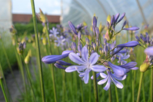 Agapanthus 'Dr. Brouwer'