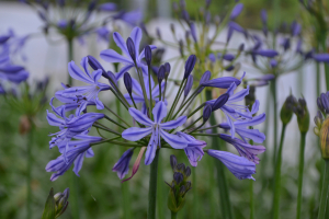 Agapanthus 'Su Casa ®' (bladhoudend)