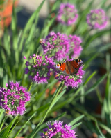 Allium 'Lavander Bubbles ®'
