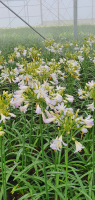 Agapanthus 'White Superior' (bladhoudend)